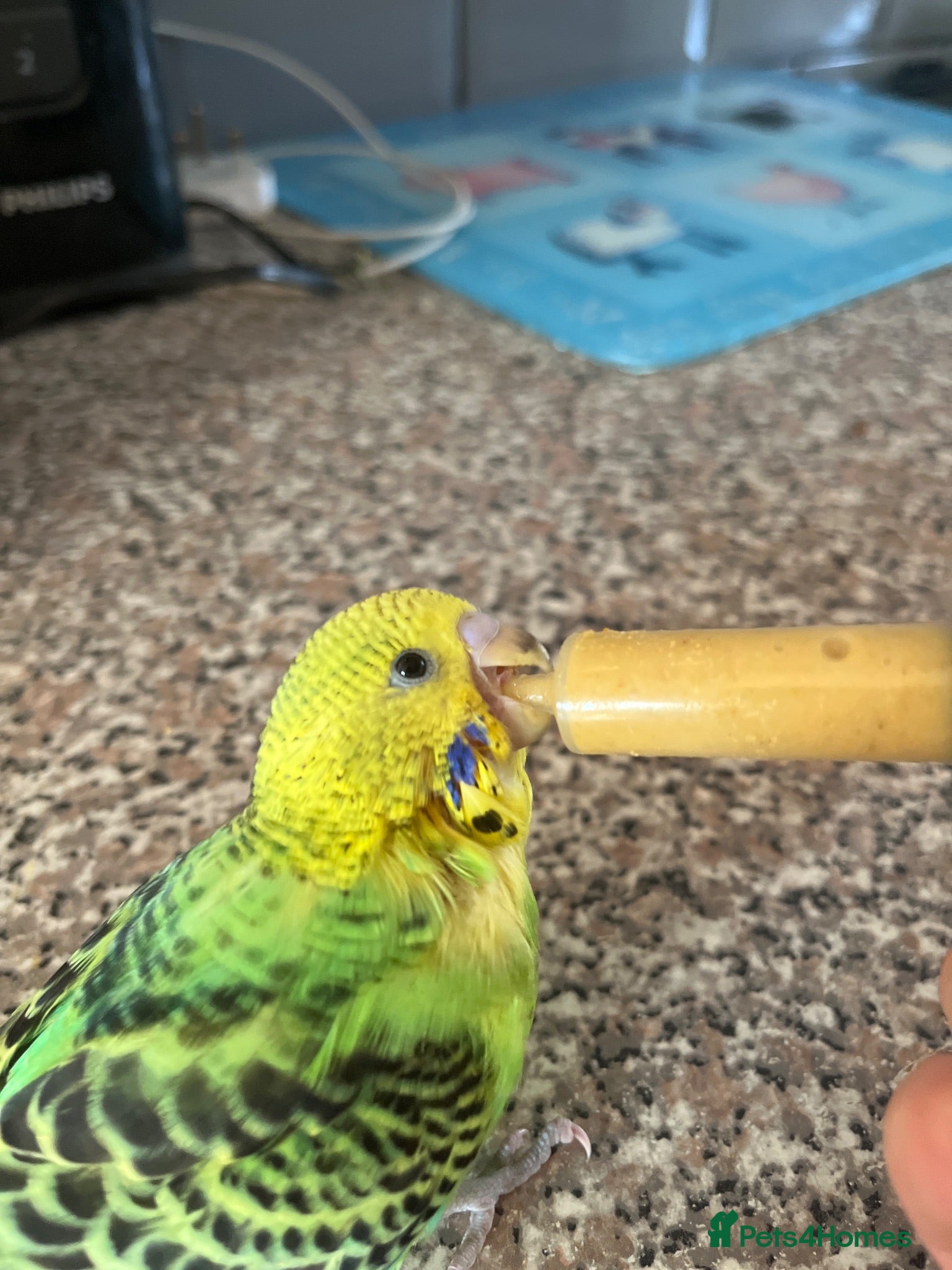 Budgerigars birds Baby hand reared one parent reared - Advert 2