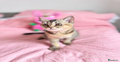 Scottish Fold cats - Advert 10