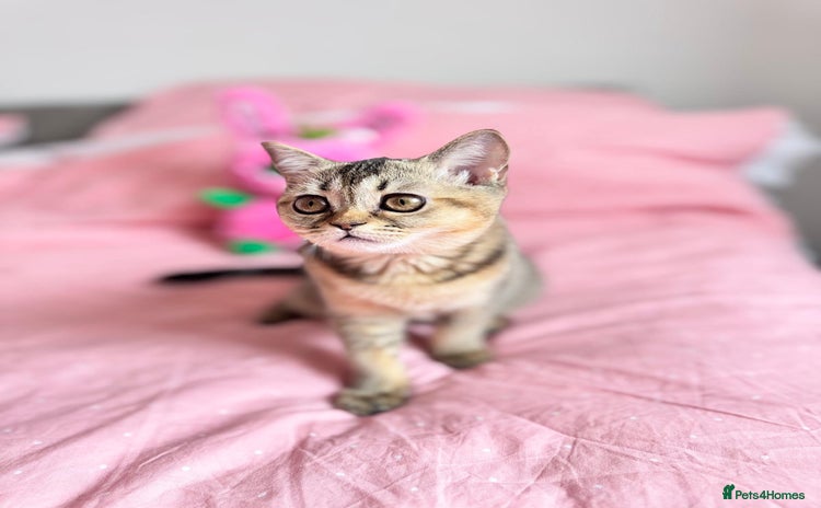 Scottish Fold cats - Advert 6