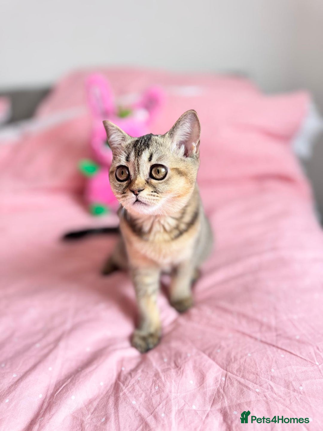 Scottish Fold cats for sale: Pedigree Kitten girl looking for a family  - Image 7