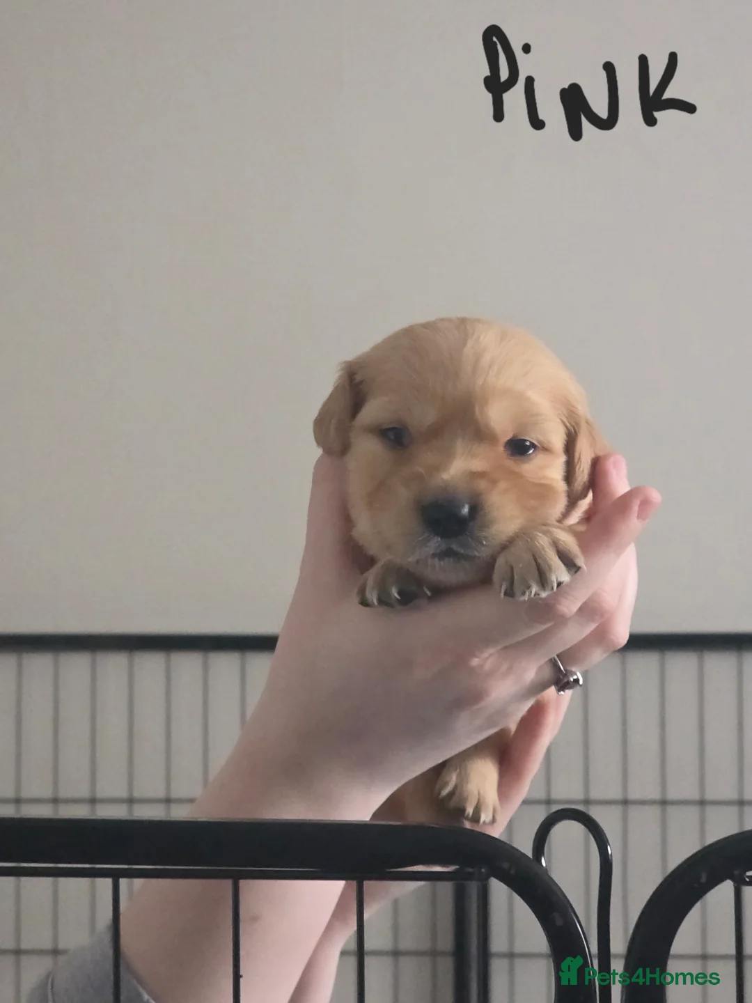 Golden Retriever dogs for sale: Adorable Golden Retriever Puppies for Sale  - Advert 6