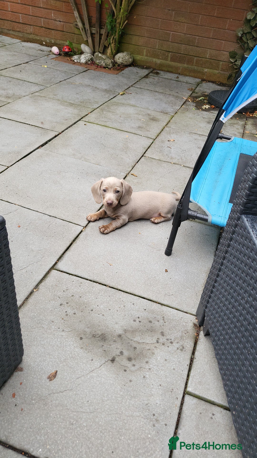 Dachshund dogs for sale: Minuture Dachsund  - Image 2
