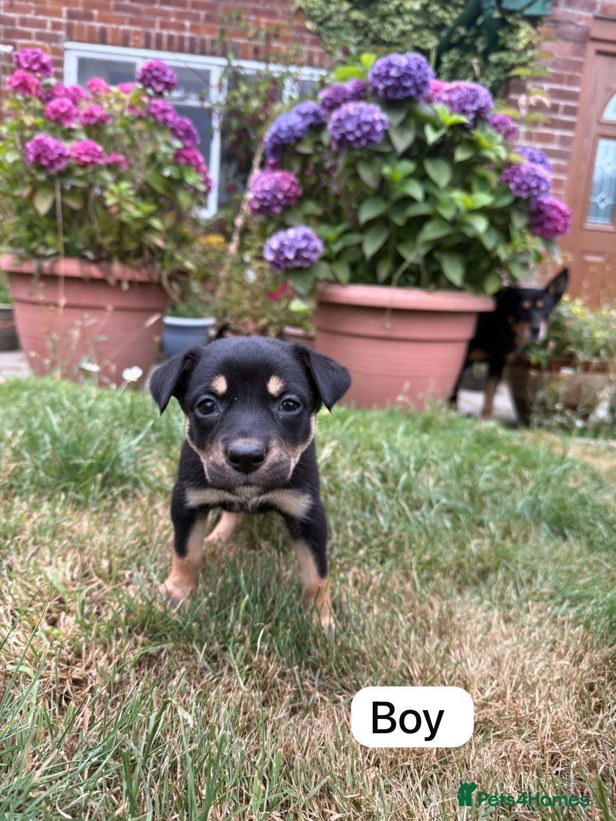 Australian Kelpie dogs Australian Kelpie Puppies - Advert 2