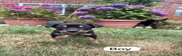 Australian Kelpie dogs for sale: Australian Kelpie Puppies - Advert 2