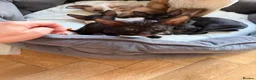 Cornish Rex cats for sale: Beautiful Cornish Rex’s ready for their new homes - Advert 10