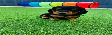 Green collar 