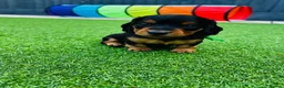 Miniature Dachshund dogs for sale: Miniature dachshund puppies 🩷💙 - Advert 17