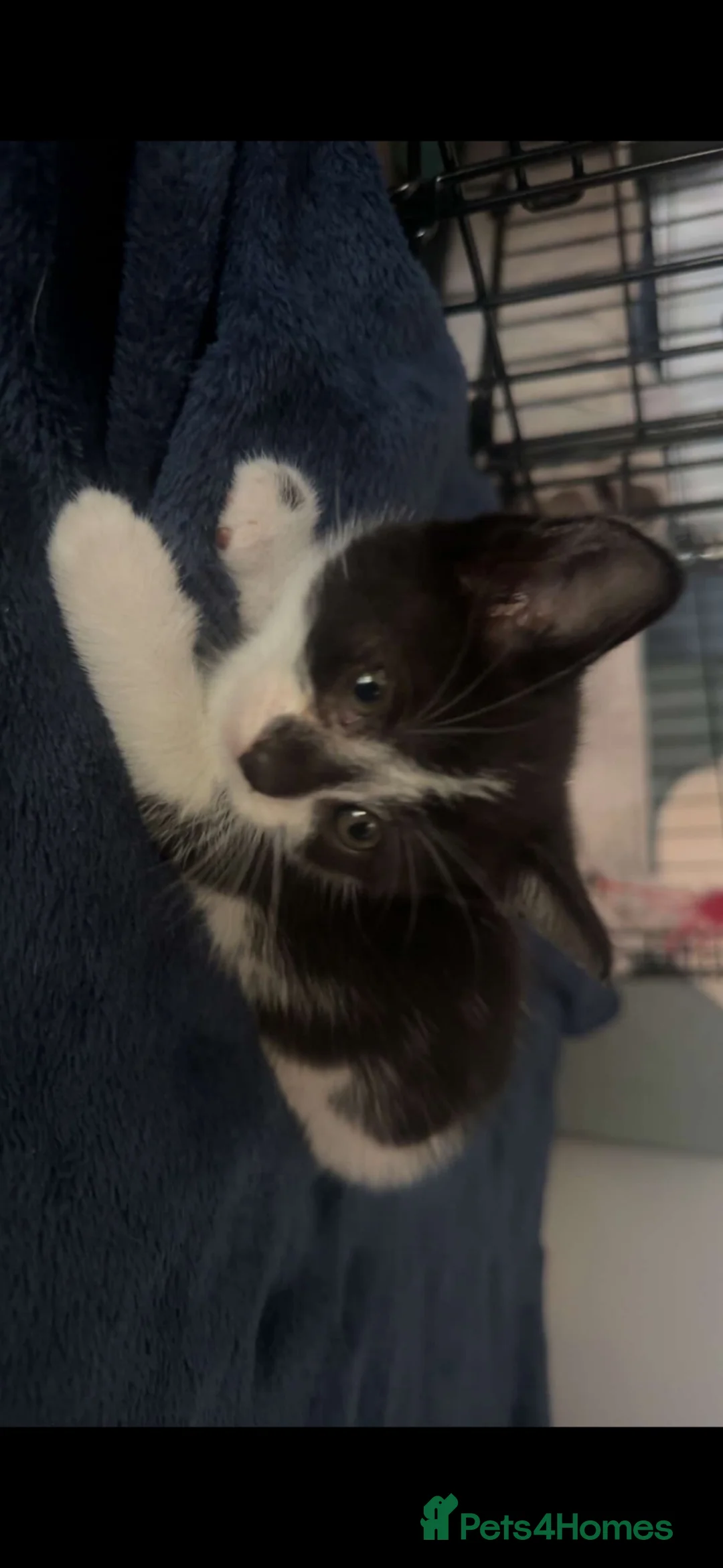 Mixed Breed cats for sale: Mixed breed black and white kittens - Advert 9
