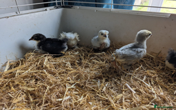 Chickens poultry for sale: Various unsexed chicks and Quails - Image 10