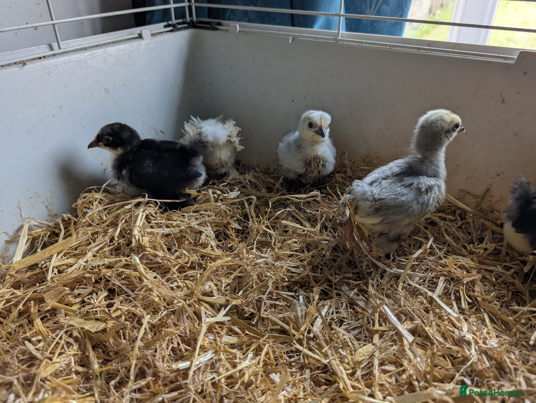 Chickens poultry for sale: Various unsexed chicks and Quails - Image 10