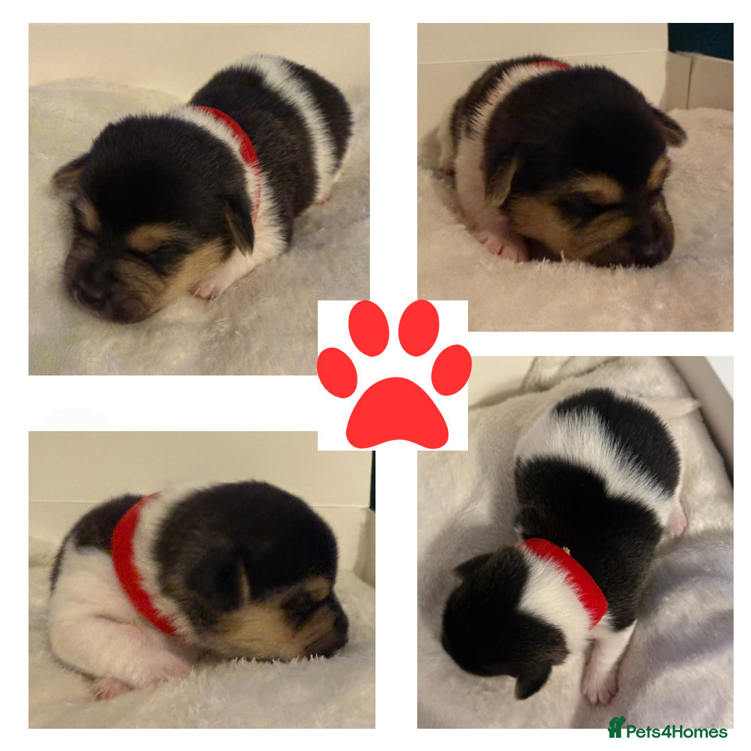 Jack Russell dogs for sale: Miniature Short-Legged Traditional Jack Russells - Image 5