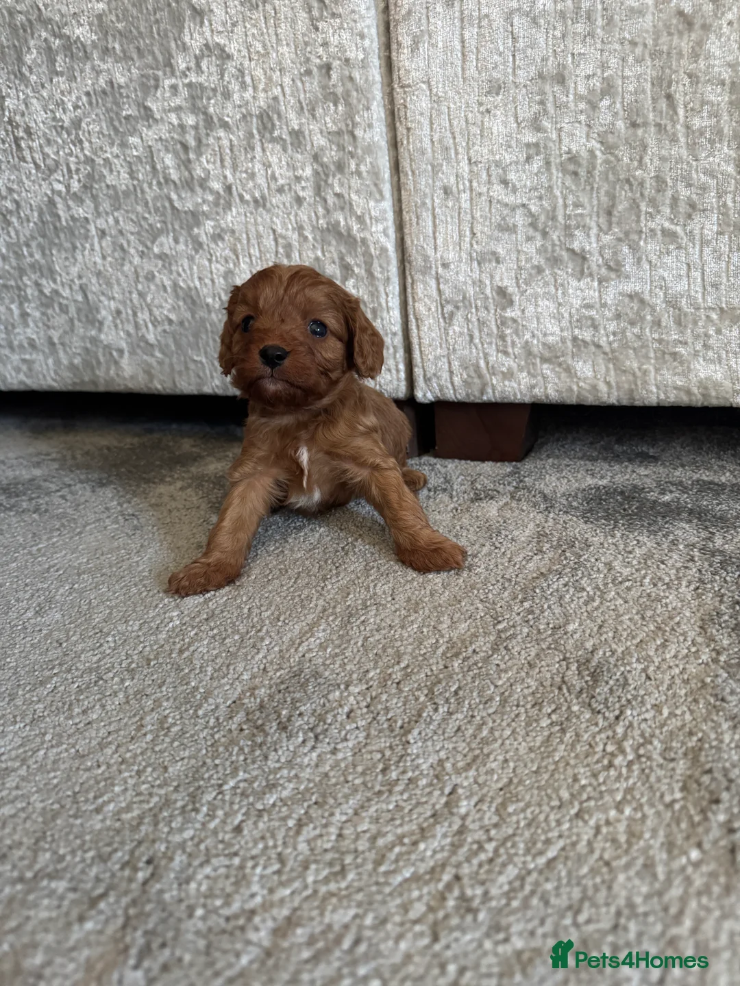 Cavapoo dogs for sale: Superb quality Cavapoo Puppies  - Advert 7