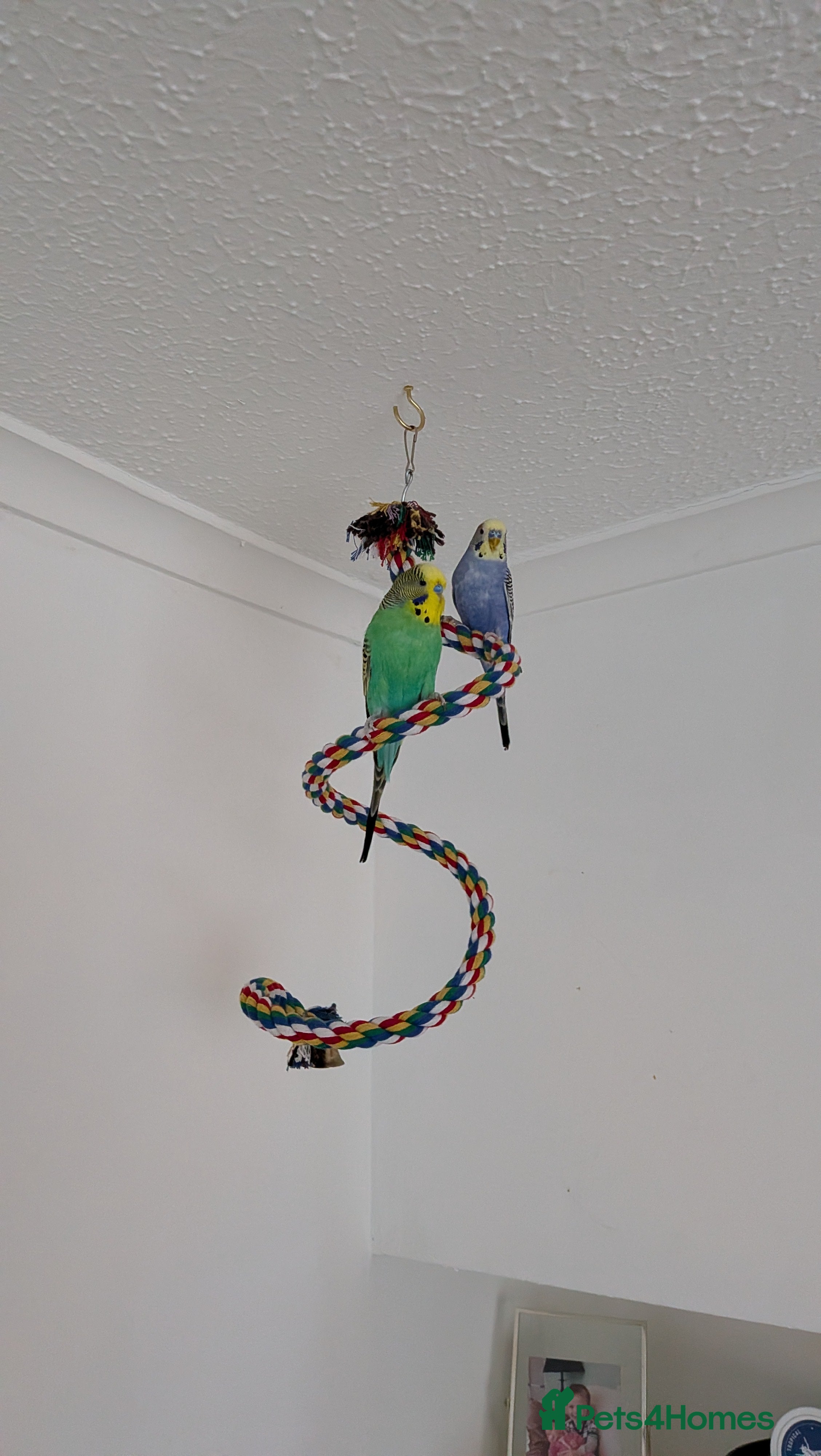 Budgerigars birds 2 male budgies with cage/toys/food - Advert 1