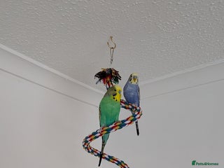 Budgerigars birds 2 male budgies with cage/toys/food - Advert 1