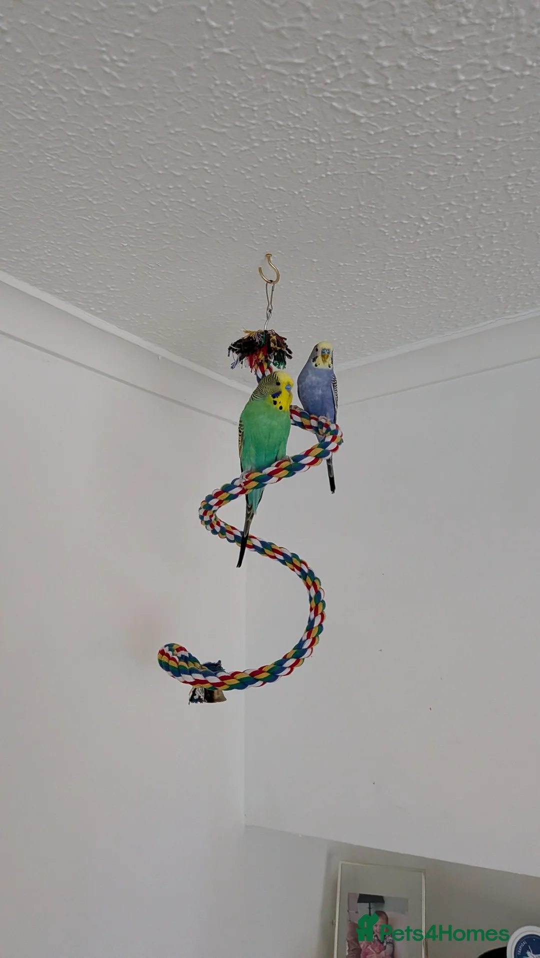 Budgerigars birds for sale: 2 male budgies with cage/toys/food - Advert 1