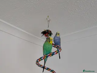 Budgerigars birds 2 male budgies with cage/toys/food - Advert 20