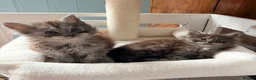 Maine Coon cats for sale: Beautiful high smoked and smoked kittens for sale  - Advert 24