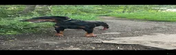 Dobermann dogs for sale: Beautiful Girl - Advert 2