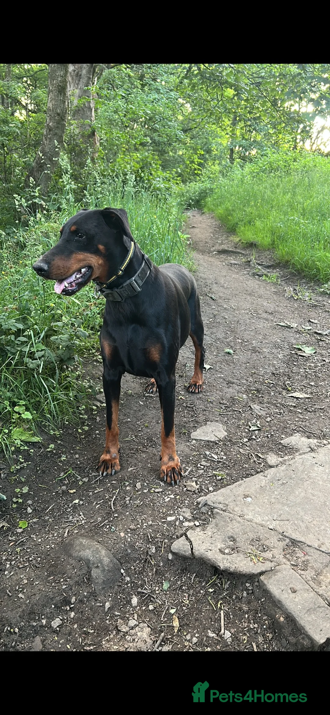 Dobermann dogs for sale: Beautiful Girl - Advert 2