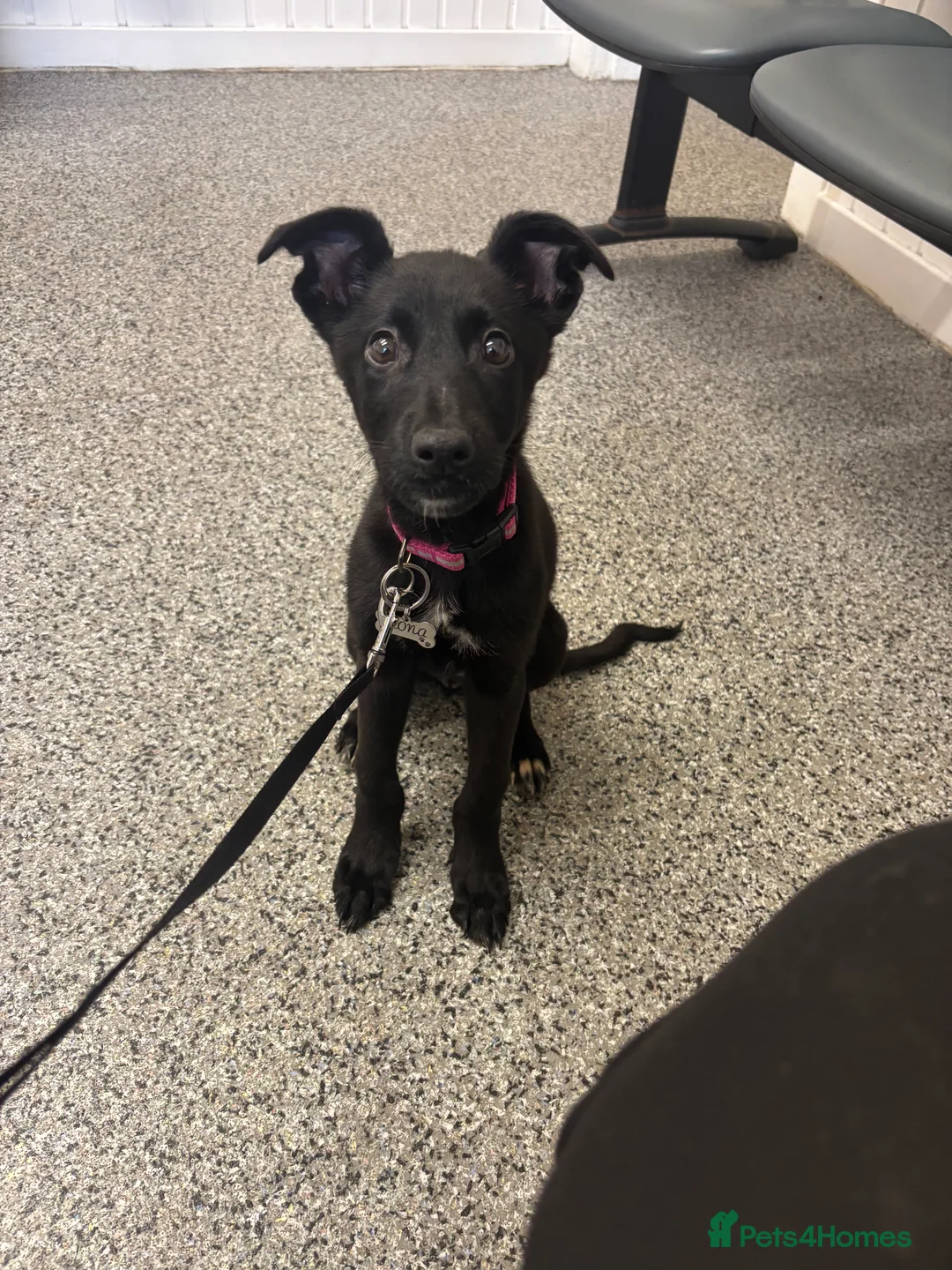 Mixed Breed dogs for sale: Kona  - Advert 2