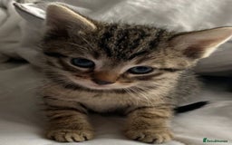 Mixed Breed cats for sale: Beautiful kittens   (8 weeks old) - Image 2