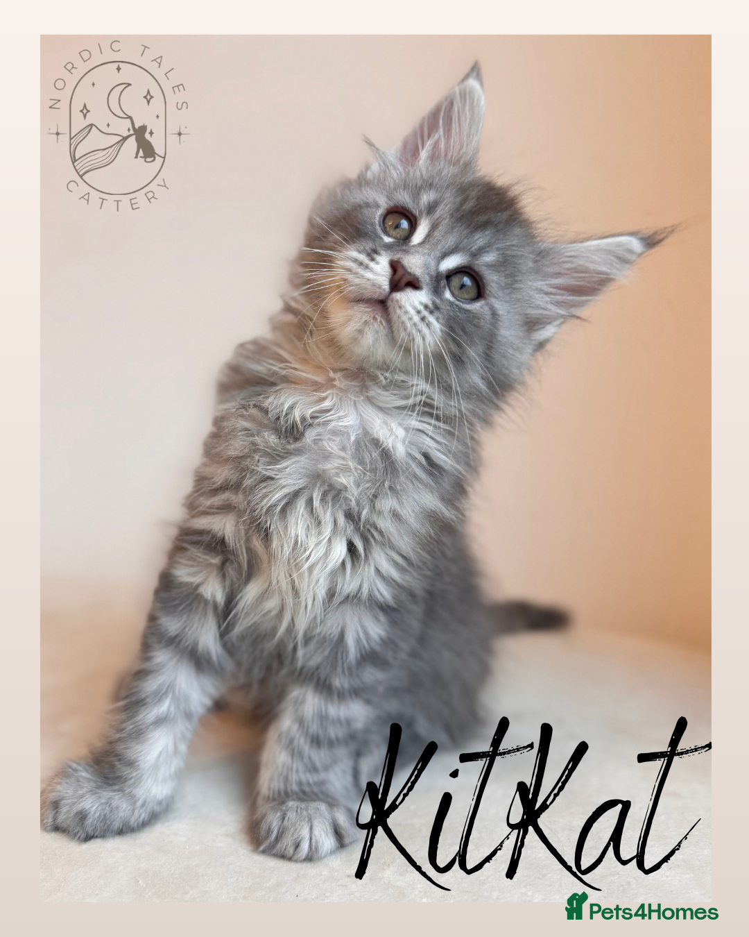 Maine Coon cats High Smoke, Smoke & Tabby Maine Coons - Advert 12