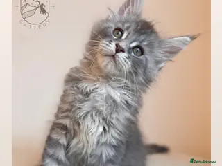 Maine Coon cats High Smoke, Smoke & Tabby Maine Coons - Advert 21