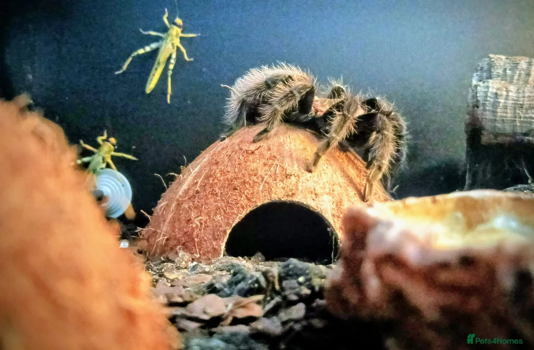 Spiders invertebrates for sale: Mexican Red Rump Tarantula in Nottingham - Advert 3
