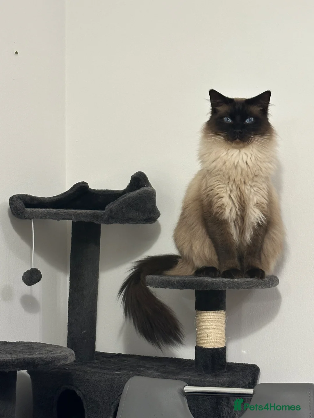 Ragdoll cats for sale: Charlie & Hamish in Peterhead - Advert 2