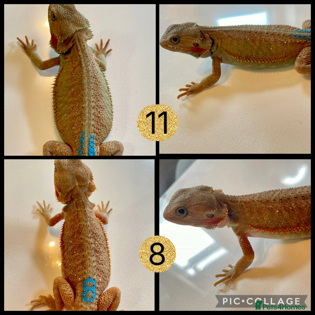 Bearded Dragon reptiles for sale: Beautiful baby bearded dragons £100 ONO - Image 4