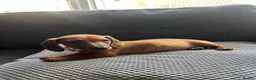 Dachshund dogs for sale: Dachshund puppies - Advert 3