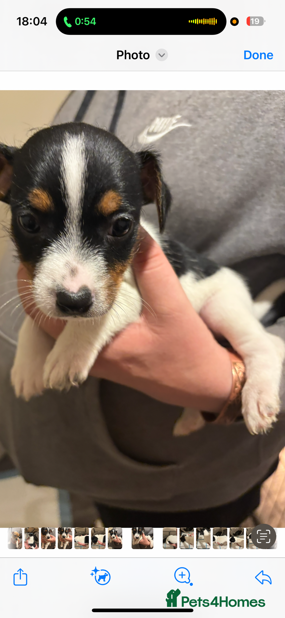 Jack Russell dogs for sale: ONE GIRL LEFT!!  Jack Russell puppies - Advert 13