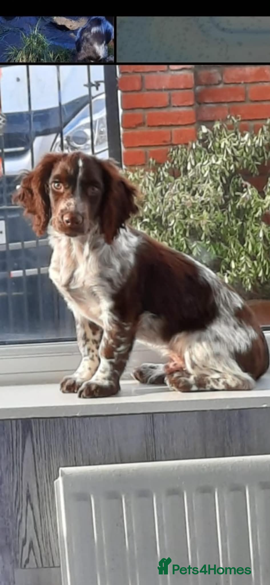 Cocker Spaniel dogs for sale: Working cocker spaniels  - Advert 3