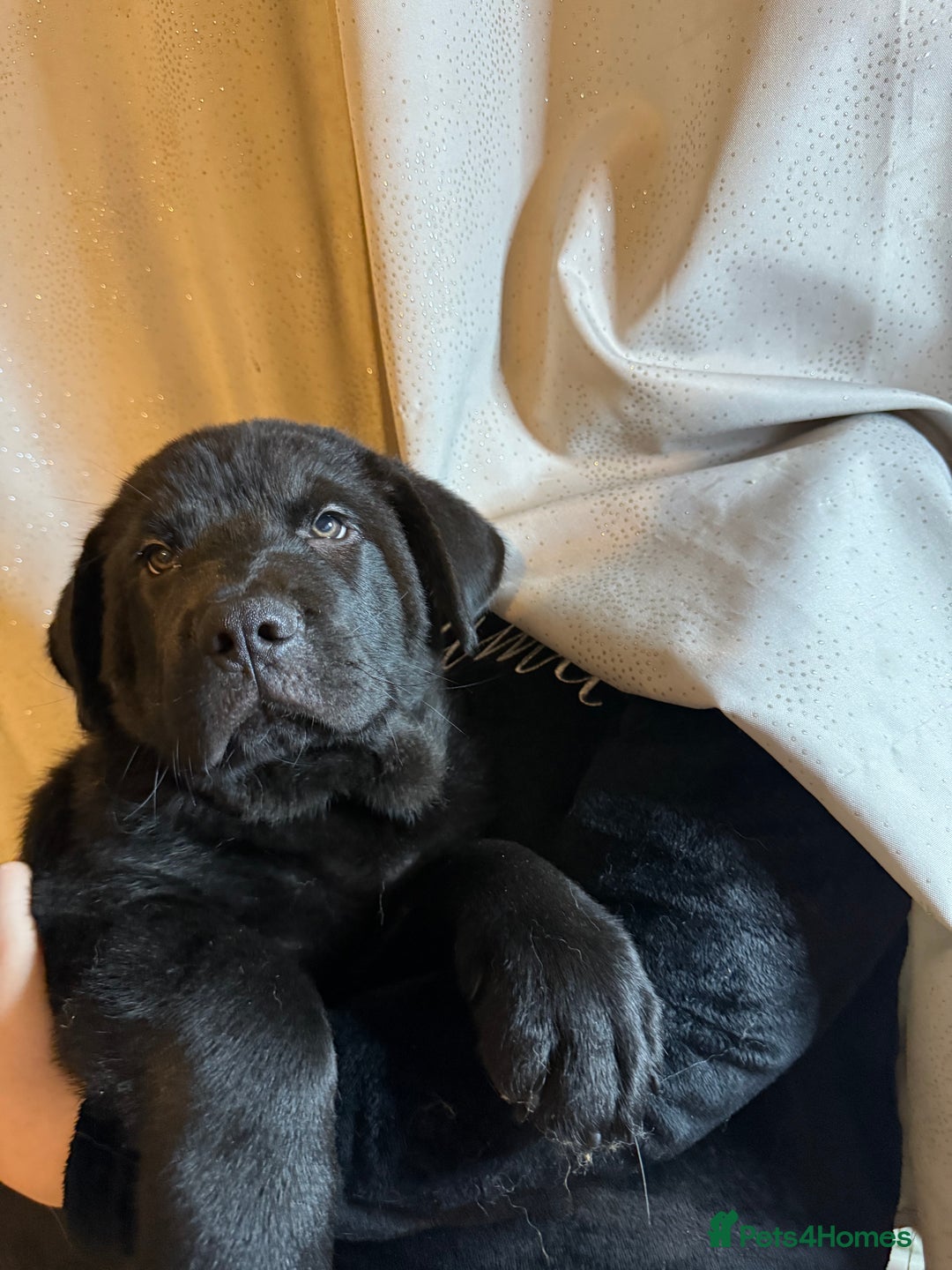 Mixed Breed dogs for sale: Beautiful chow x Newfoundland puppies - Advert 16