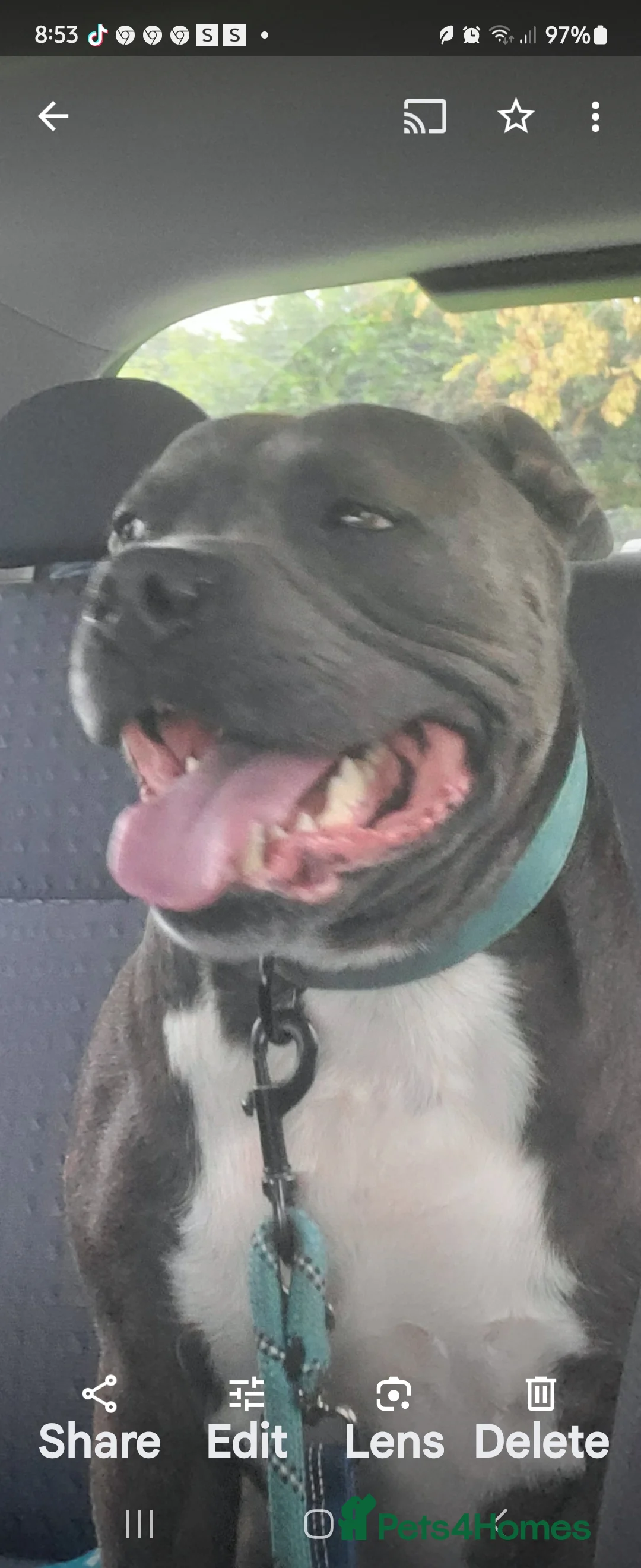 Staffordshire Bull Terrier dogs for stud: Blue Staffordshire bull terrier stud in Birmingham - Advert 2