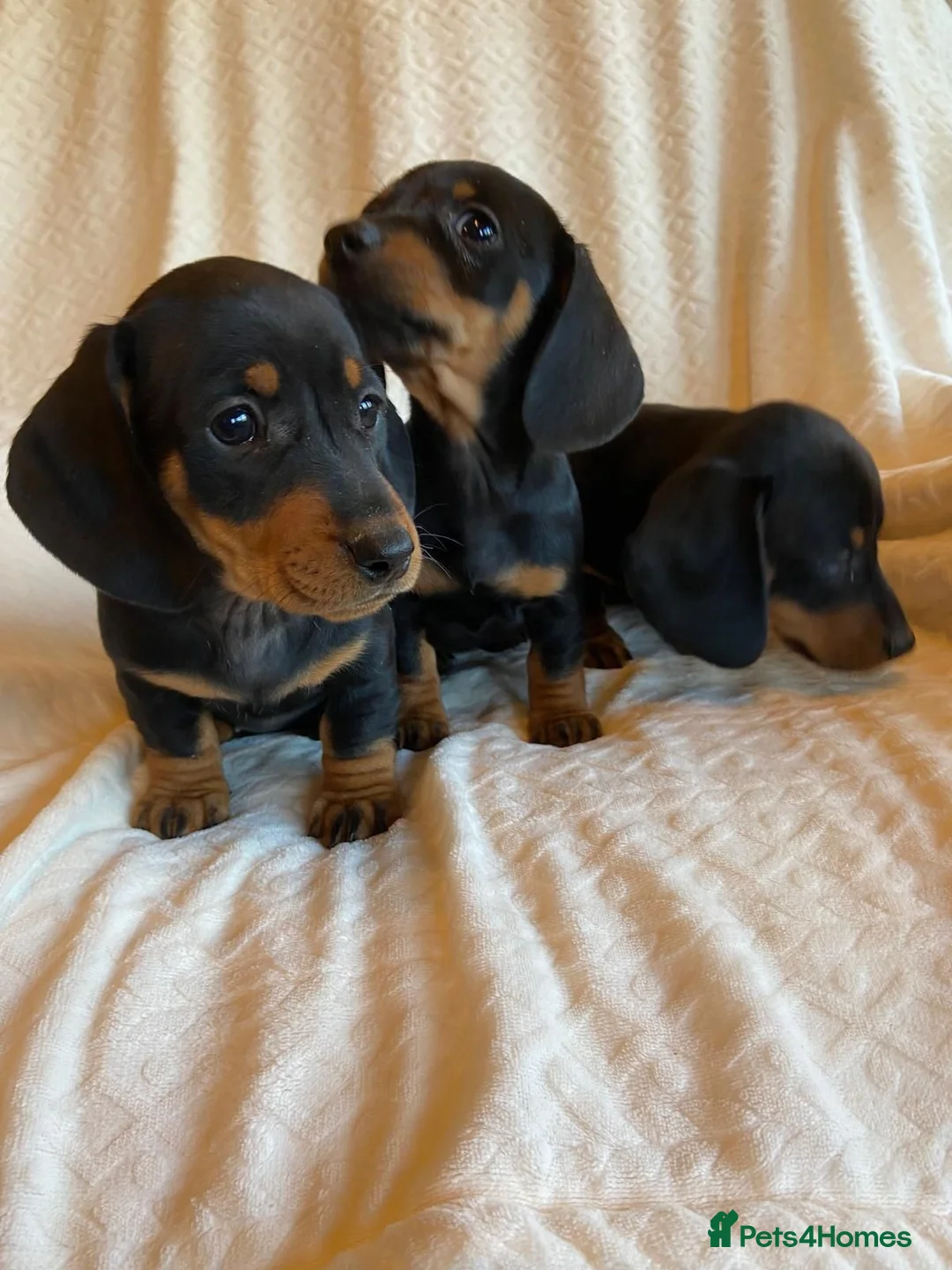Miniature Dachshund dogs for sale: Miniture Dachsund Puppies ready now - Advert 9