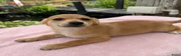 Mixed Breed dogs for sale: Jack x Pom puppies  in Bootle - Advert 5