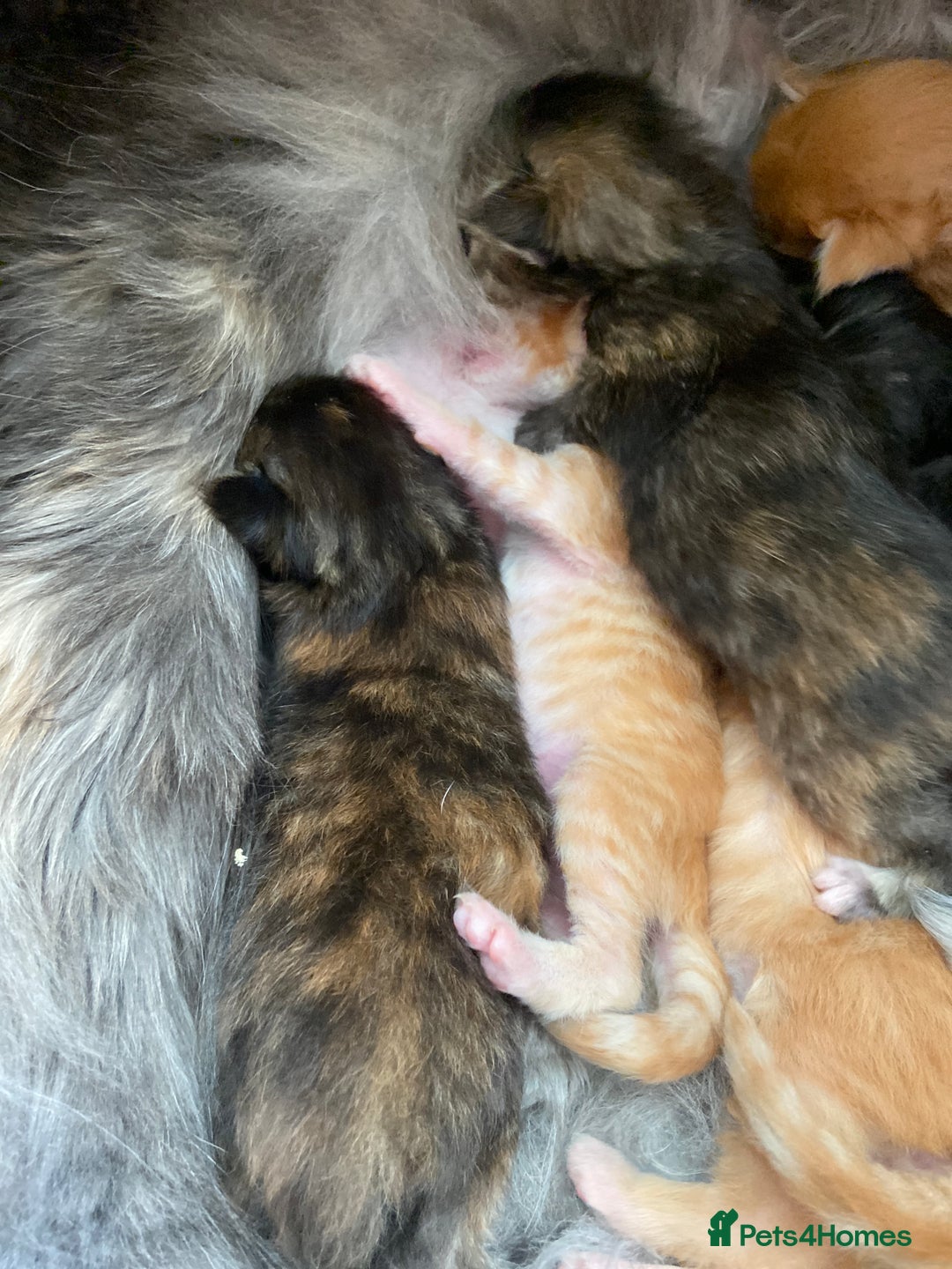 Maine Coon cats for sale: GCCF Registered Maine Coons Ready 16th August  in Banbury - Image 5