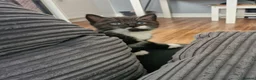 Mixed Breed cats for sale: 2 siamese mix males looking for new homes  - Advert 8