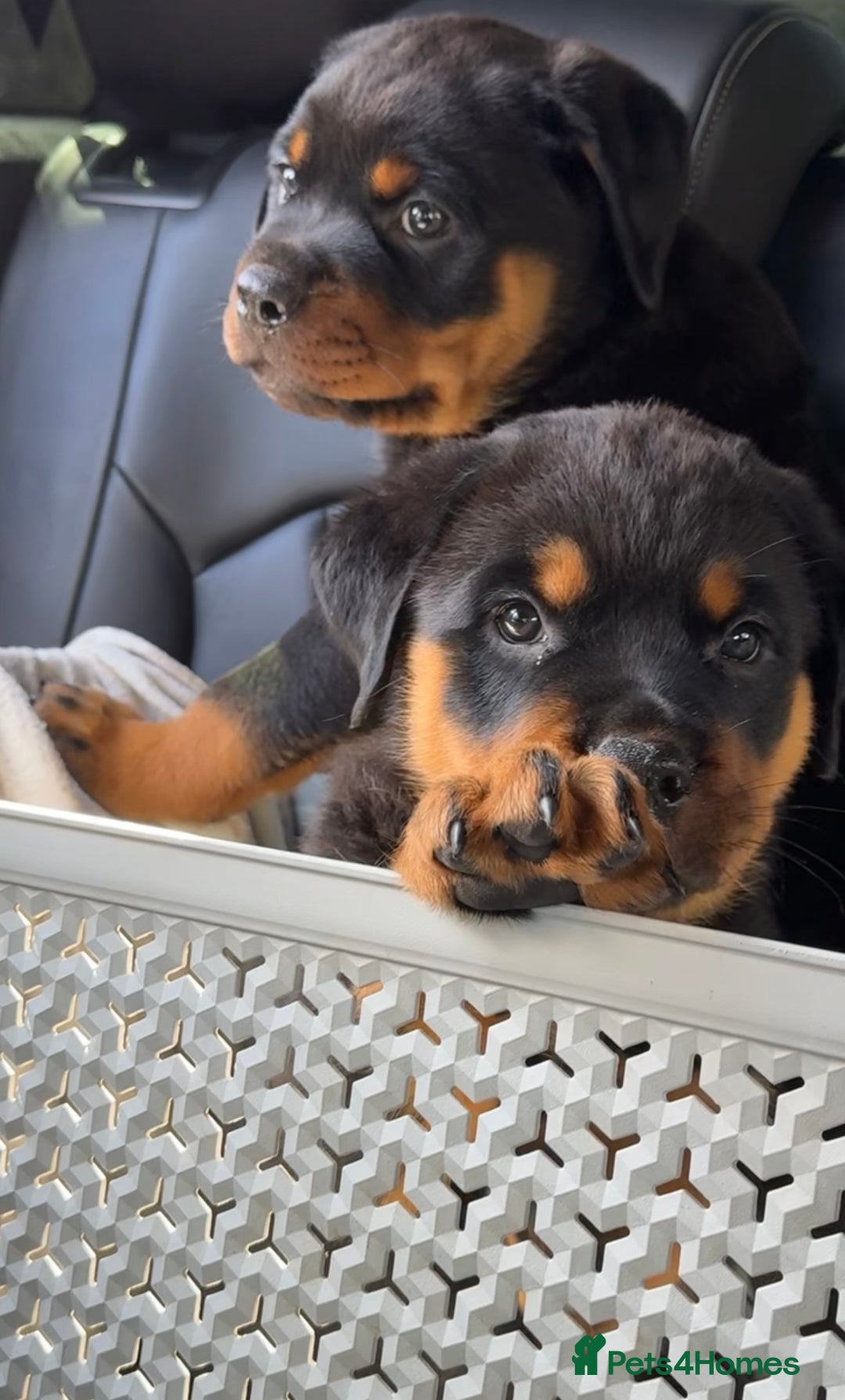 Rottweiler dogs for sale: 9 beautiful Rottweiler puppies for sale  - Advert 1