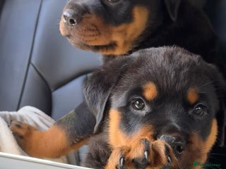 Rottweiler dogs 9 beautiful Rottweiler puppies for sale - Advert 1