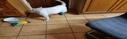 Bull Terrier dogs for sale: Bullterrier puppy  - Advert 3