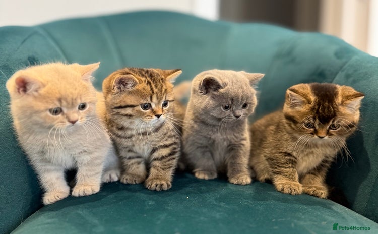 British Shorthair cats - Advert 3
