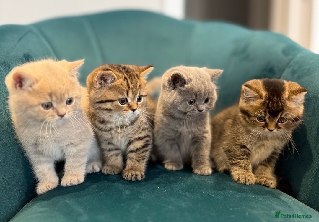 British Shorthair cats for sale: British Shorthair GCCF Pedigree Champion Kittens ✨ - Image 1