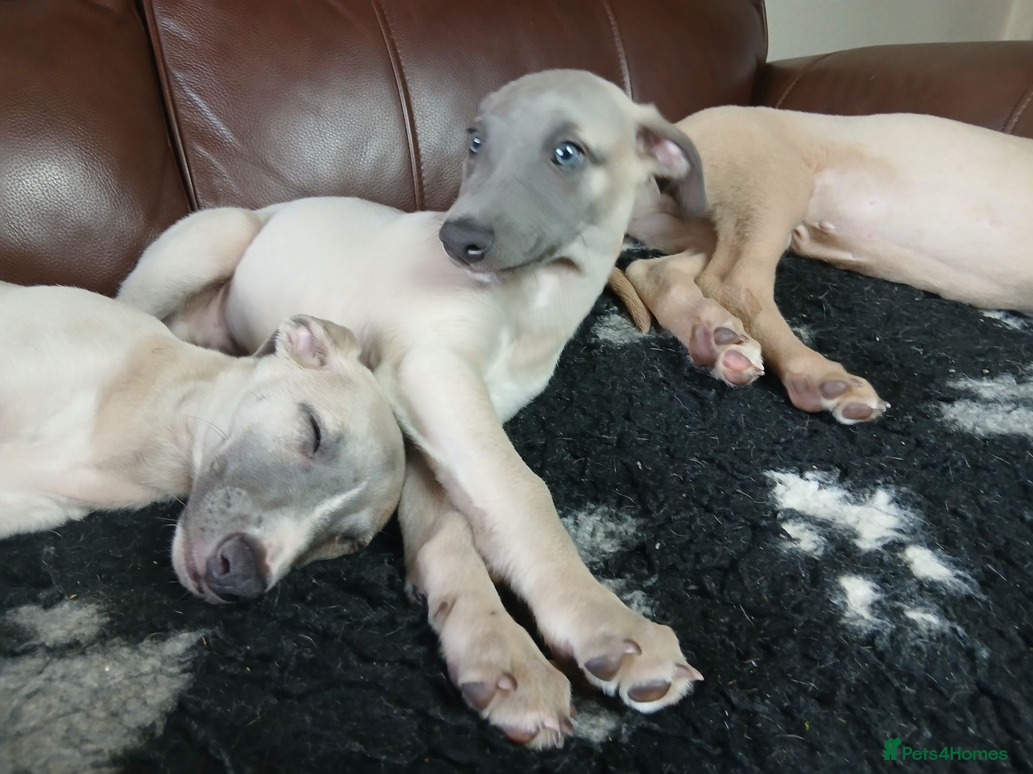 Whippet dogs High Quality Whippet pups Crufts - Advert 1