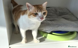 Mixed Breed cats for adoption: [Indoors only] Goofy! Adorable clingy champ! - Advert 10