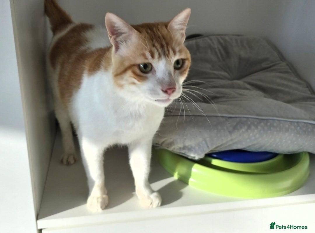 Mixed Breed cats for adoption: [Indoors only] Goofy! Adorable clingy champ! - Advert 10