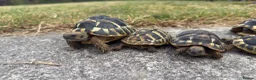 Hermann Tortoise reptiles for sale: Hermann Tortoise  in Bridgend - Advert 2