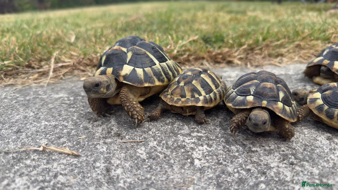 Hermann Tortoise reptiles for sale: Hermann Tortoise  in Bridgend - Advert 2