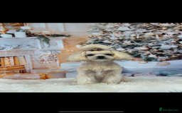 Maltipoo dogs for sale: Waffle  - Image 1
